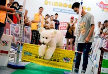 中国宠物日-中国宠物用户