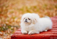 中国宠物犬排名-宠物犬排名智商排名