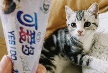 猫能不能吃奶油-猫能不能吃奶油?