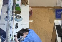宠物店的工作-宠物店的工作人员常被猫抓