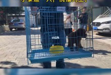 深圳龙华宠物市场-深圳龙华哪里有卖宠物的