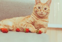 猫可以吃草莓吗-猫可以吃草莓吗?