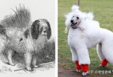 宠物狗的演变-宠物狗的演变过程图片