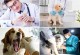 宠物急救用药-宠物急救药品用药剂量