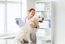 宠物医疗税-宠物医疗税收分类编码查询表