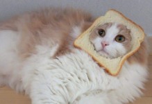宠物猫能吃面包吗-宠物猫能吃面包吗?