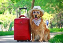 出国旅行带宠物-出国可以带宠物狗吗