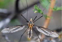 蚊子可以飞多高-蚊子可以飞多高,荔枝和黄瓜可以一起吃吗