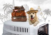 宠物旅行箱-宠物旅行箱能带上火车吗