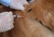 宠物疫苗接种-宠物疫苗接种本