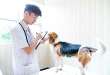宠物治病培训-宠物医疗培训班