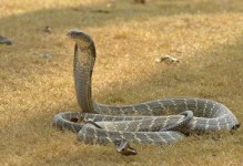 过山峰是什么蛇-中国最大一条巨蛇