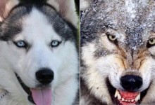 西伯利亚狼-西伯利亚狼的寿命
