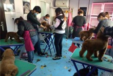 上海宠物宠物美容培训-上海宠物宠物美容培训学校
