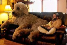 巨型贵宾犬-巨型贵宾犬是泰迪吗