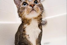 猫洗澡要多少钱-宠物店给猫咪洗澡多少钱一次