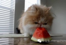 猫咪可以吃草莓吗-三个月猫咪可以吃草莓吗