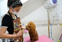 北京宠物医生学校-北京宠物医生培训学校
