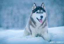 阿拉斯加雪橇犬哈士奇-阿拉斯加雪橇和哈士奇的区别