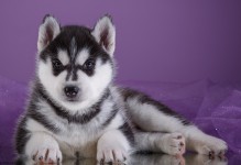 西伯利亚雪橇犬-西伯利亚雪橇犬多少钱一只