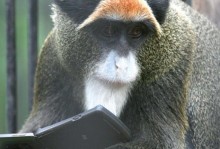 猴子的资料-猴子的资料卡片