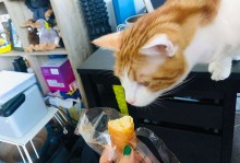 猫能吃面包片吗-猫能不能吃面包片