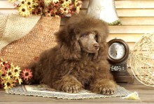 棕色宠物狗品种图片-棕色犬有什么品种的狗