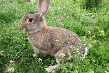 宠物兔獭兔-獭兔是宠物兔吗