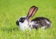 兔子的生活环境-兔子的生活环境是什么样的