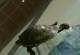 乌龟晒太阳-乌龟晒太阳 汽车仪表板