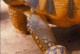 安哥洛卡象龟-安哥洛卡象龟图片