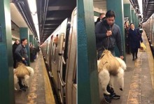 带宠物地铁-带宠物坐地铁需要什么证明