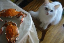 狗可以吃螃蟹吗-狗可以吃螃蟹吗肉