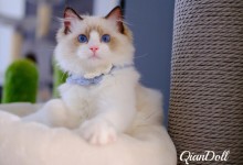 王宠物布偶猫-宠物猫 布偶猫