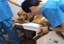 天河宠物急诊-广州天河区宠物医院排名
