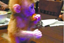 日本石猴宠物-日本石猴多少钱一只