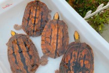 海南金钱龟图片-海南金钱龟能长多大体型