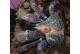 椰子蟹当宠物-椰子蟹当宠物可以吃吗