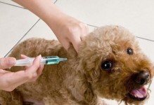 宠物疫苗都有哪些-宠物疫苗都有哪些牌子