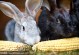 兔子可以吃玉米吗-兔子可以吃玉米吗可以只吃胡萝卜