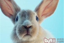 兔子的嘴巴像什么-小兔子外貌特征描写