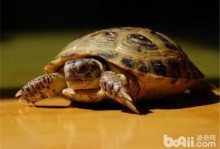 宠物小乌龟能活多久-宠物小乌龟寿命有多长