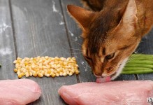 猫能吃玉米粒吗-猫能吃玉米粒吗蒸熟的