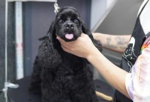 宠物美容师上海-宠物美容师宠物美容培训上海