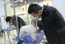 杭州宠物美容-杭州宠物美容师培训学校