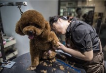 吉林市宠物美容师培训-吉林市宠物美容师培训学校