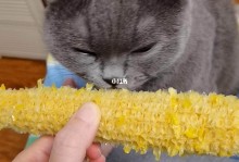 小猫能吃玉米吗-小猫能吃玉米吗会死吗