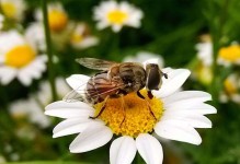 蜜蜂最怕什么农药-蜜蜂怕什么农药得传染病