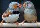 宠物鸟的繁殖-宠物鸟的繁殖如何进行