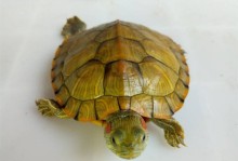 各种宠物龟图片-常见宠物龟的种类